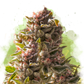 Aurora Indica Autoflower