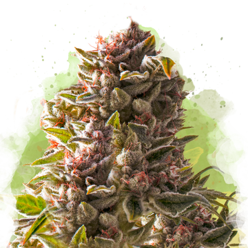 Aurora Indica Autoflower