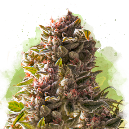 Aurora Indica Autoflower