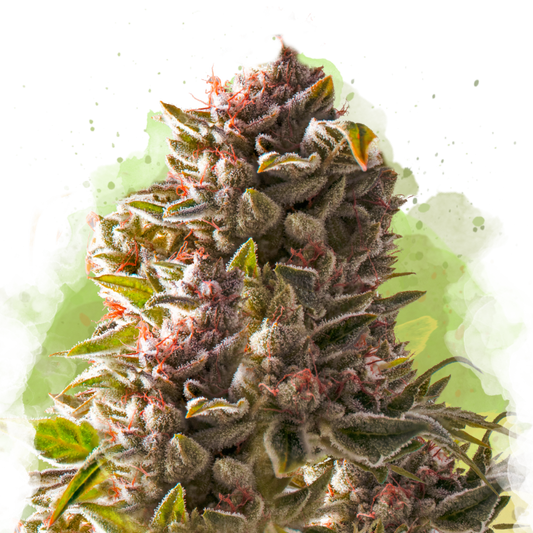 Aurora Indica Autoflower