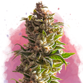 Aurora Indica Feminized - Nirvana USA
