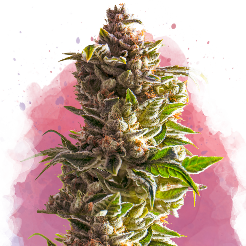 Aurora Indica Feminized - Nirvana USA