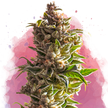 Aurora Indica Feminized - Nirvana USA