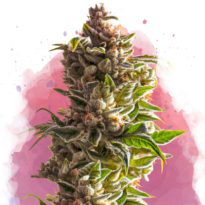 Aurora Indica Feminized - Nirvana USA