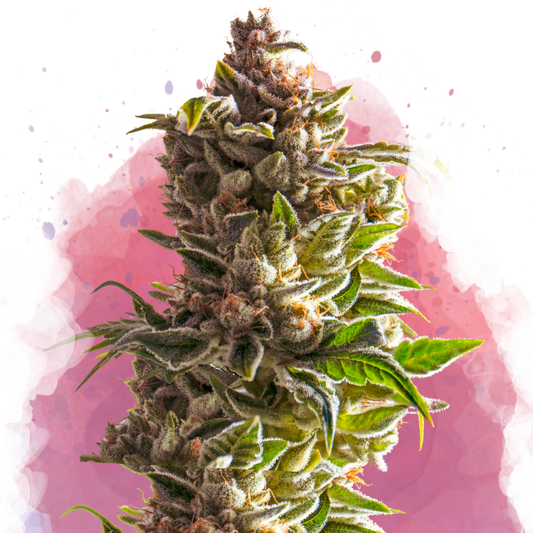 Aurora Indica Feminized - Nirvana USA