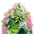 B-52 Feminized - Nirvana USA