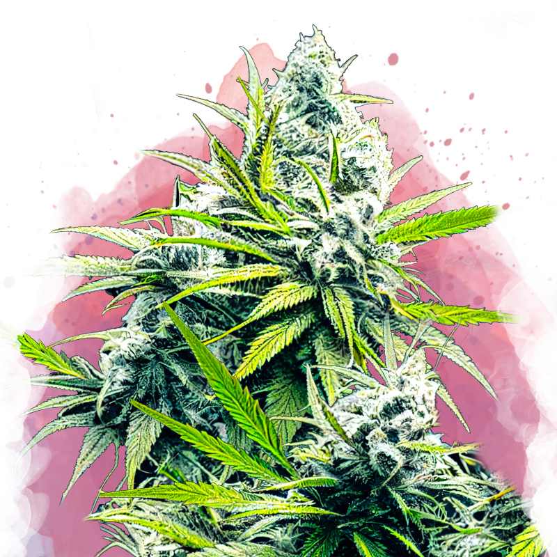 B-52 Feminized - Nirvana USA