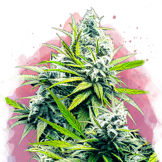 B-52 Feminized - Nirvana USA