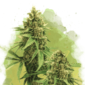 Big Bud Autoflower - Nirvana USA