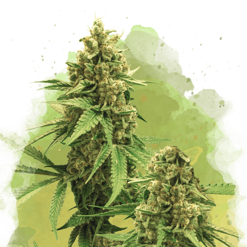 Big Bud Autoflower - Nirvana USA