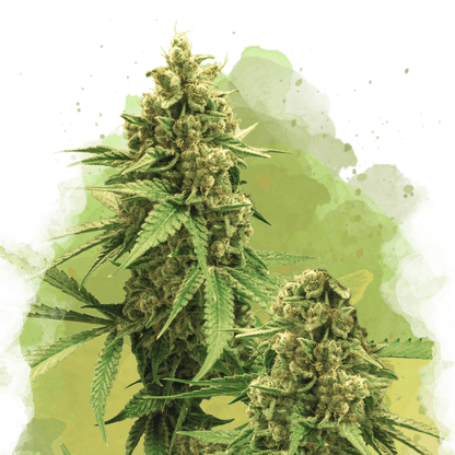 Big Bud Autoflower - Nirvana USA