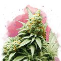 Big Bud Feminized