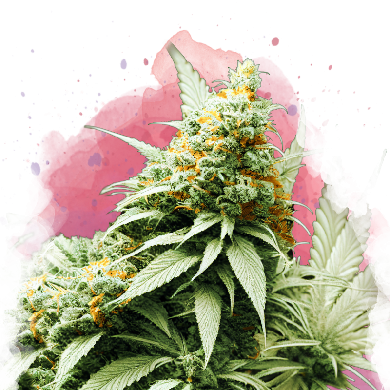 Big Bud Feminized