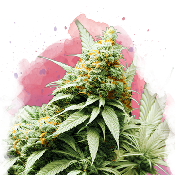 Big Bud Feminized