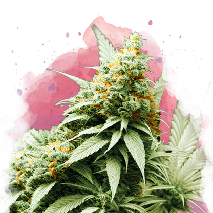 Big Bud Feminized
