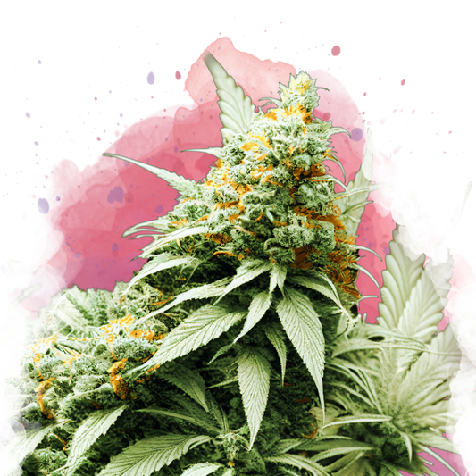 Big Bud Feminized