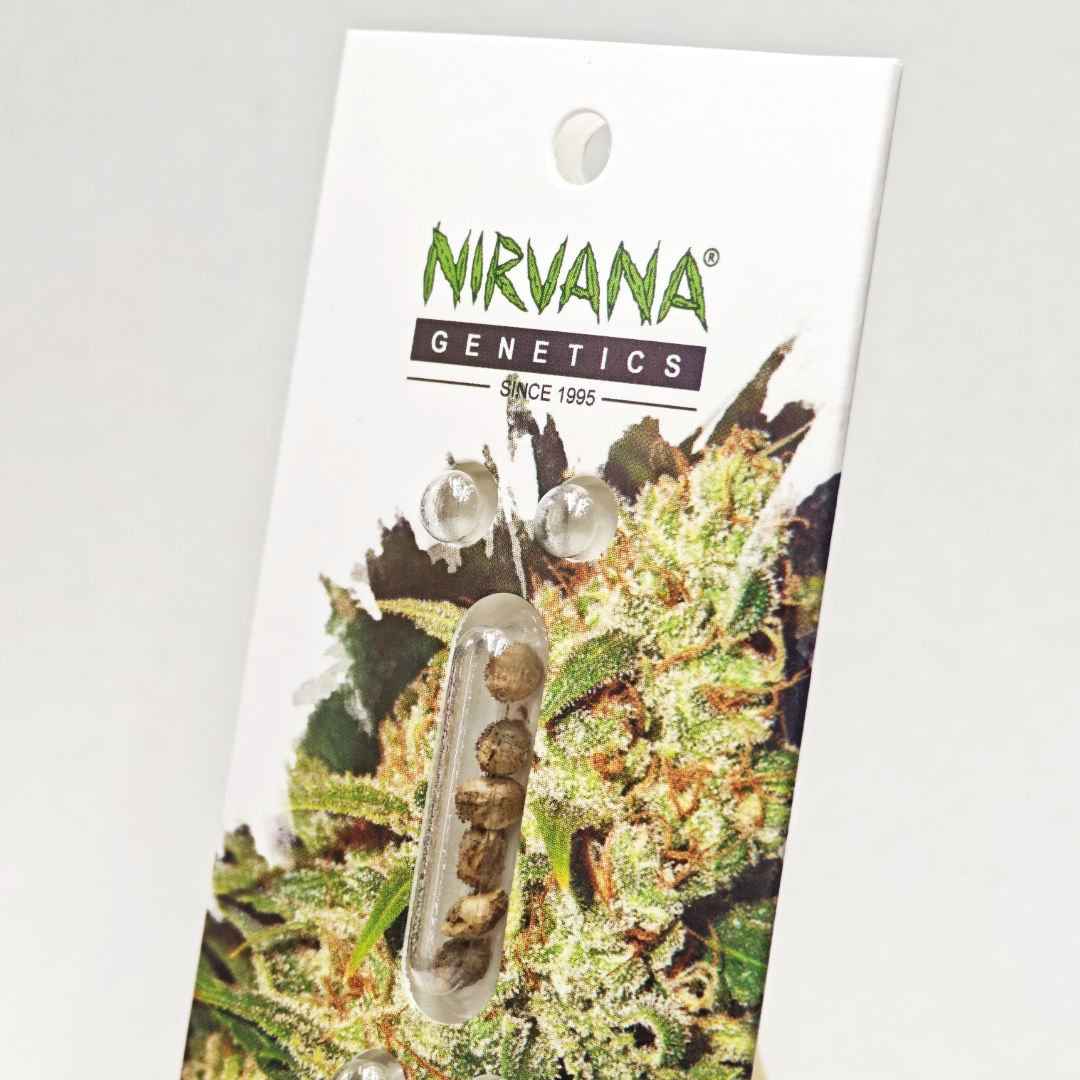 Biscotti Feminized