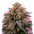Biscotti Feminized - Nirvana USA