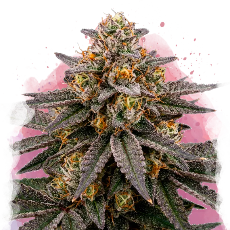 Biscotti Feminized - Nirvana USA
