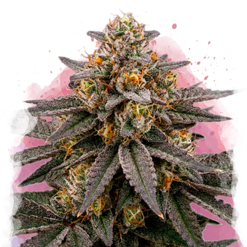 Biscotti Feminized - Nirvana USA