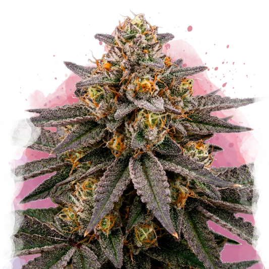 Biscotti Feminized - Nirvana USA