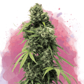 Black Widow Feminized - Nirvana USA