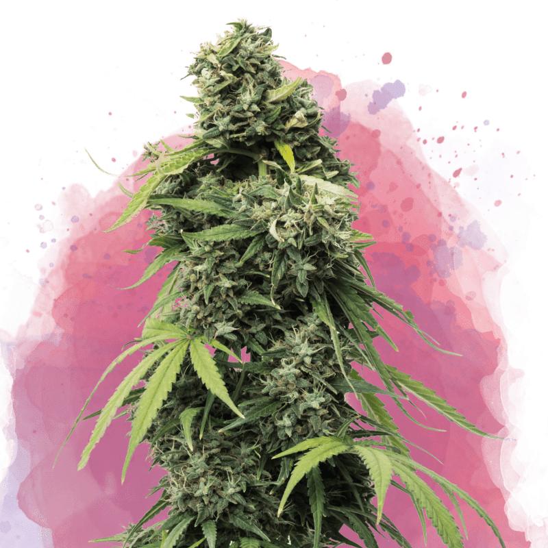 Black Widow Feminized - Nirvana USA