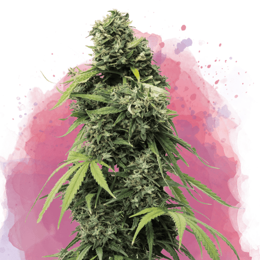 Black Widow Feminized - Nirvana USA