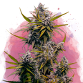 Blackjack Feminized - Nirvana USA