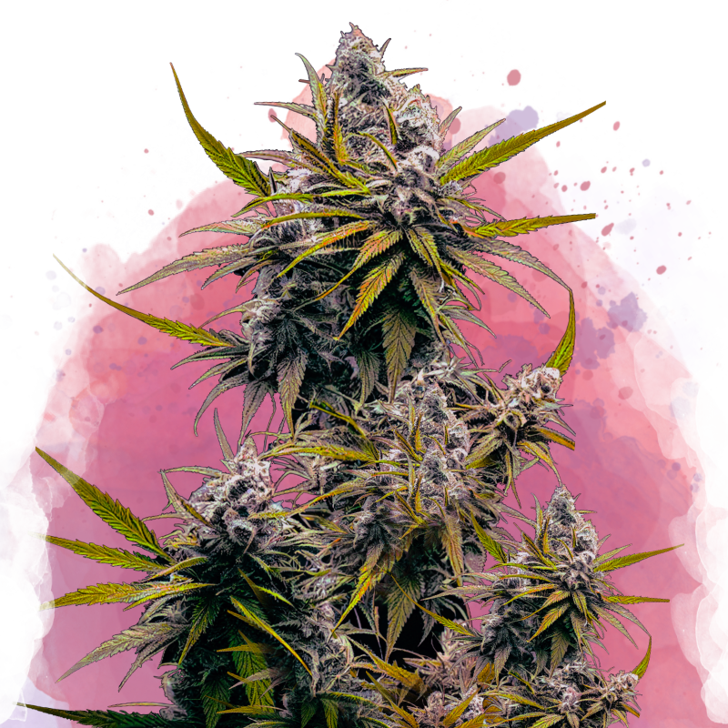 Blackjack Feminized - Nirvana USA