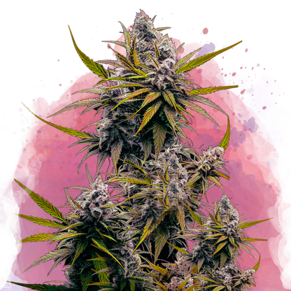 Blackjack Feminized - Nirvana USA