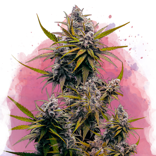 Blackjack Feminized - Nirvana USA