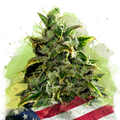 Blue Dream Autoflower - Nirvana USA