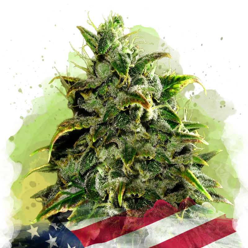 Blue Dream Autoflower - Nirvana USA