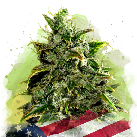 Blue Dream Autoflower - Nirvana USA