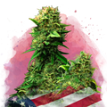 Blue Dream Feminized