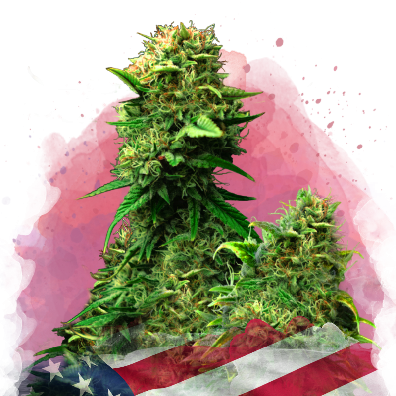 Blue Dream Feminized