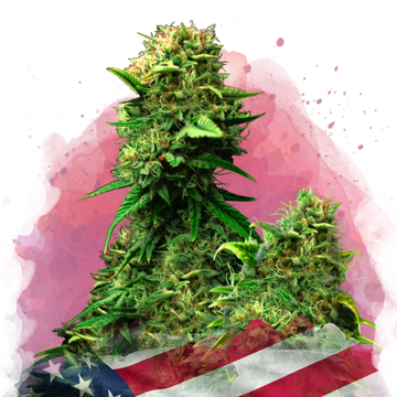 Blue Dream Feminized