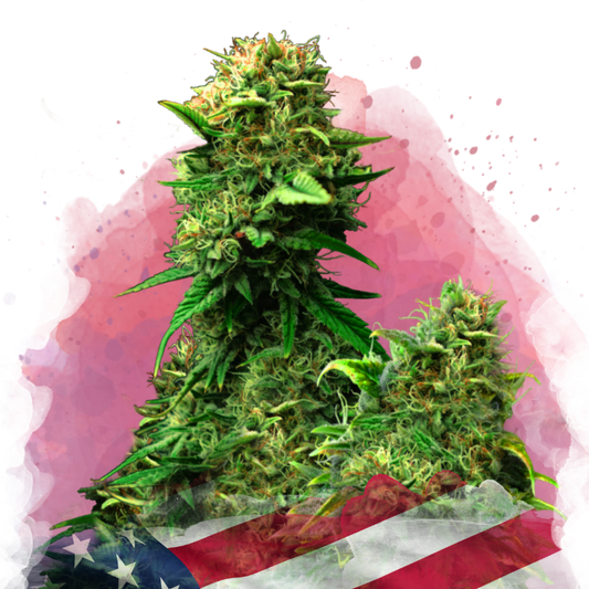 Blue Dream Feminized