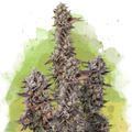 Blue Mystic Autoflower