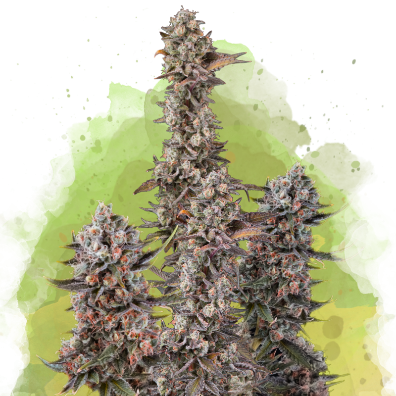 Blue Mystic Autoflower