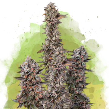 Blue Mystic Autoflower