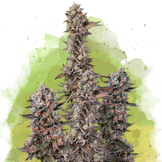 Blue Mystic Autoflower