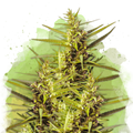 Blueberry Kush Autoflower
