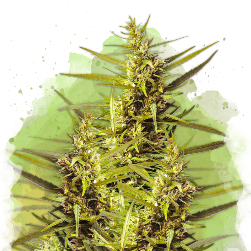 Blueberry Kush Autoflower