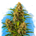 Blueberry Kush Regular