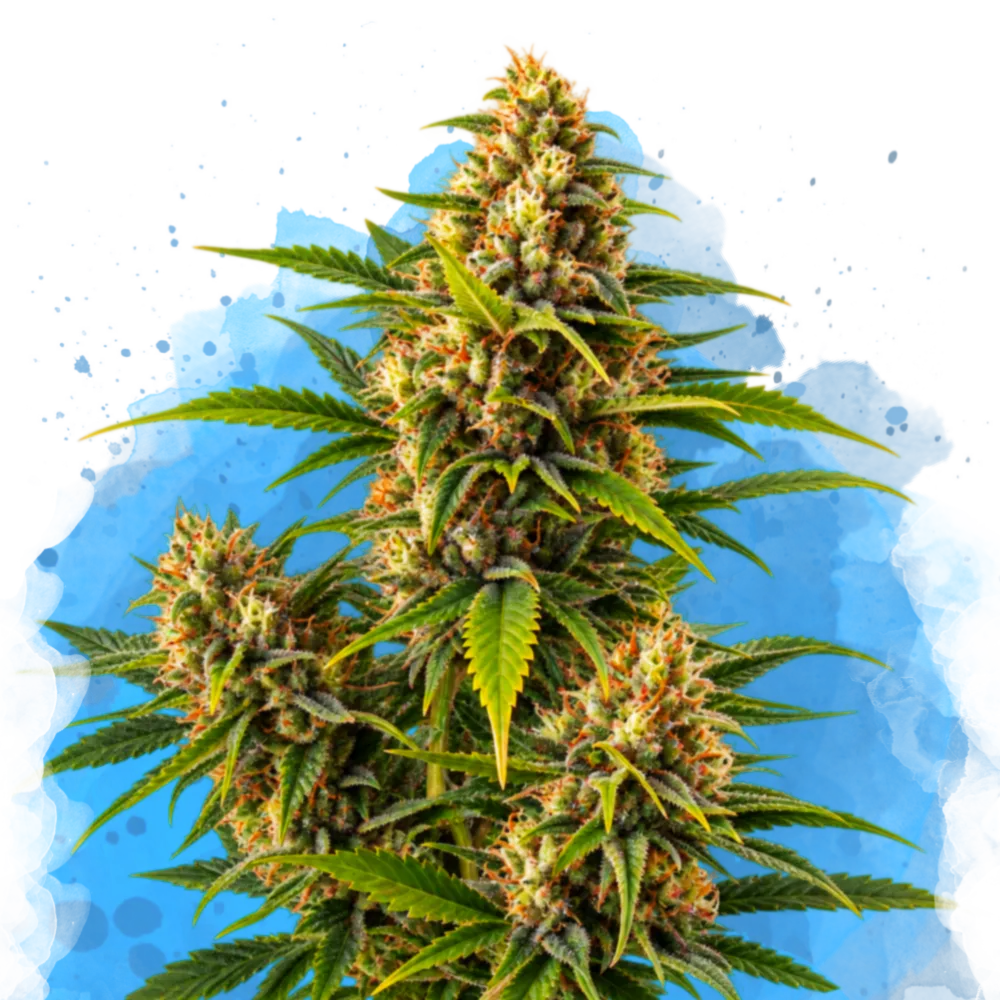 Blueberry Kush Regular