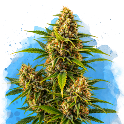 Blueberry Kush Regular