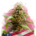 Bruce Banner Feminized