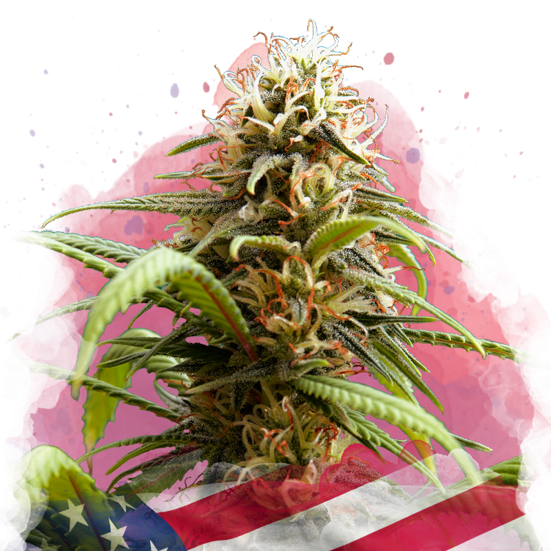 Bruce Banner Feminized